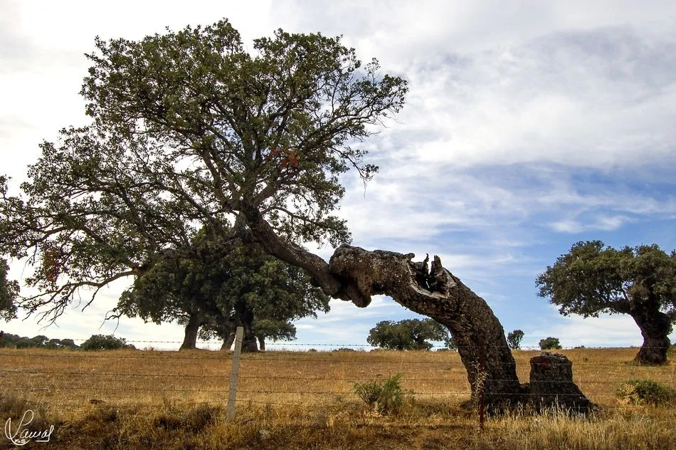 Ejemplares de árboles en la provincia. Foto: Manuel Lamas