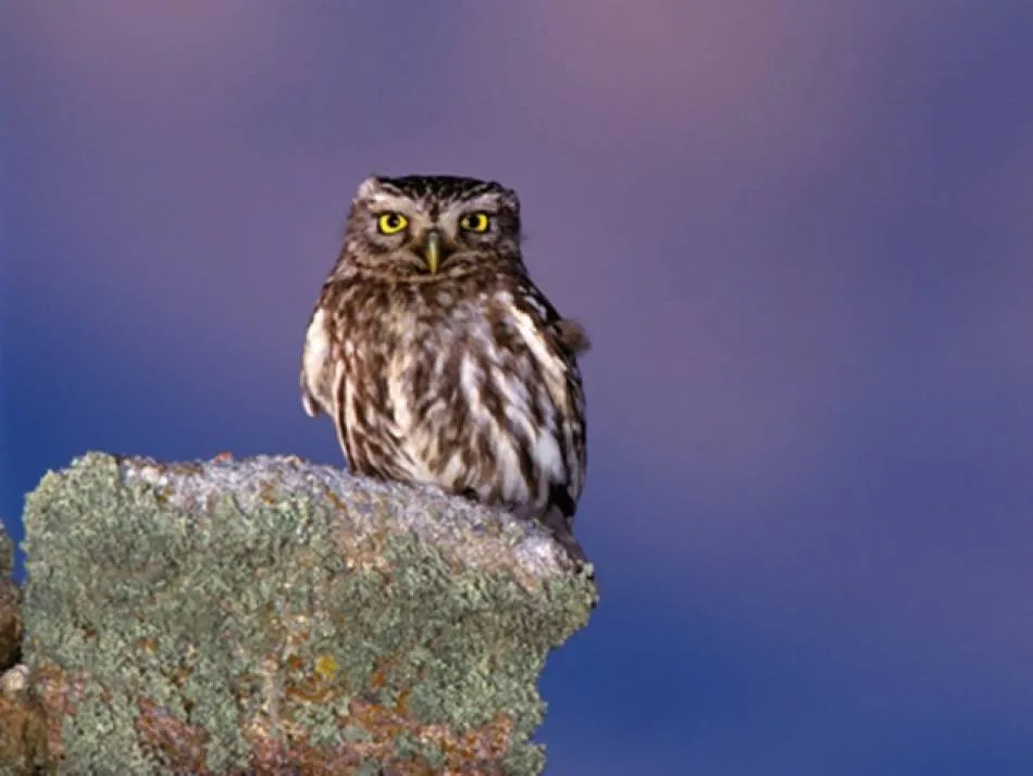 La Junta aprueba la ampliación de las zonas de protección de avifauna  