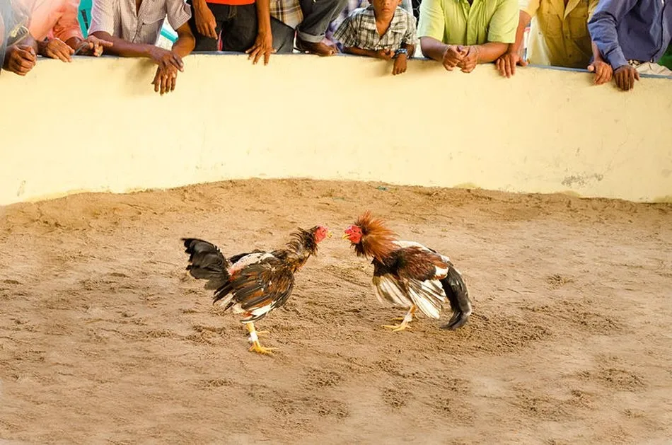 La Policía para una pelea de gallos con droga, apuestas y casi 200 participantes  