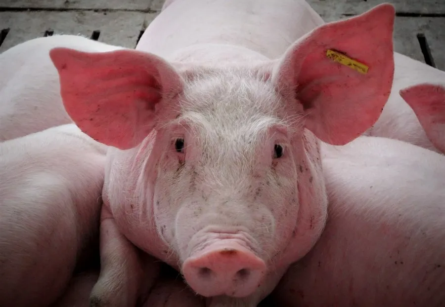 Las granjas de Cobadu han tenido que cumplir con la normativa de bienestar animal más estricta del mundo, obteniendo un nivel de certificación de excelente