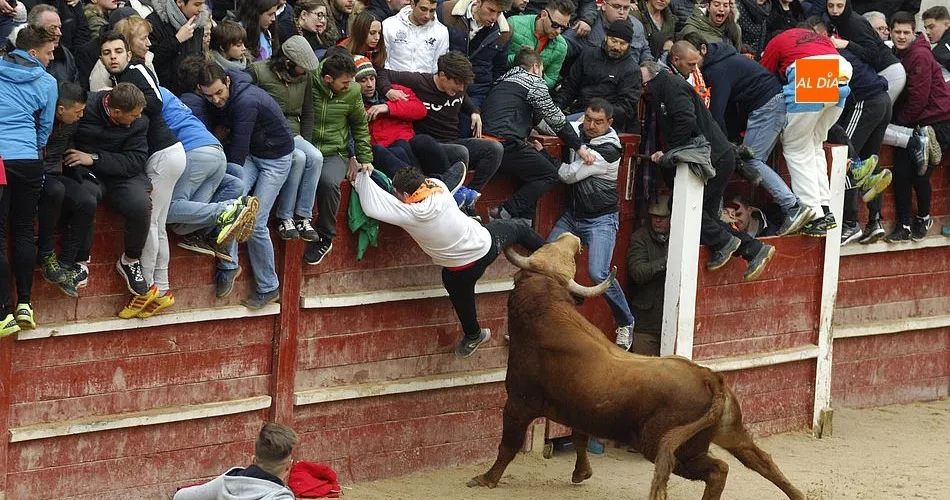EL Ayuntamiento cuenta con un buen seguro para posibles accidentes o daños que se puedan producir dentro y fuera de los recorridos taurinos/ Foto: Adrián M.Pastor