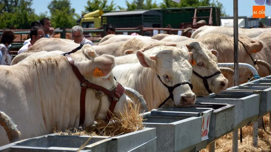 Bautista pide a la Diputación la implementación de la ayuda a la incorporación de jóvenes...