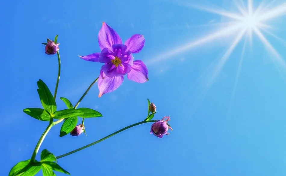 El sol siembra colores intensos