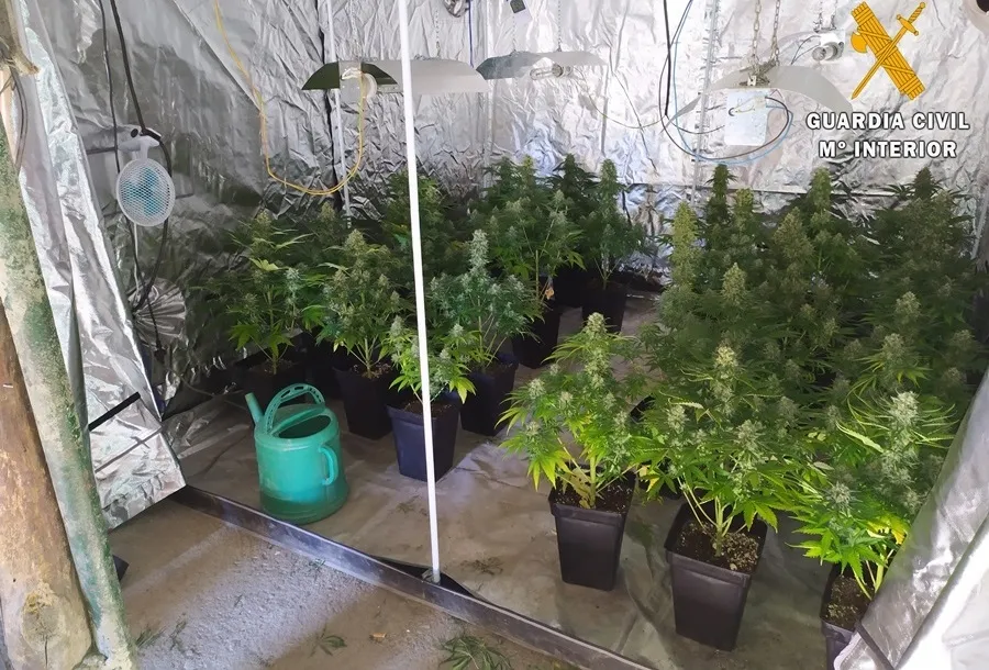 Plantación de marihuana en el domicilio del arrestado en Béjar