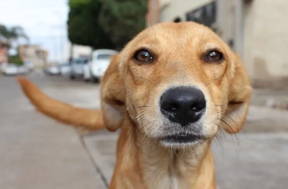 A disposición judicial por maltratar a un perro delante de varios testigos  