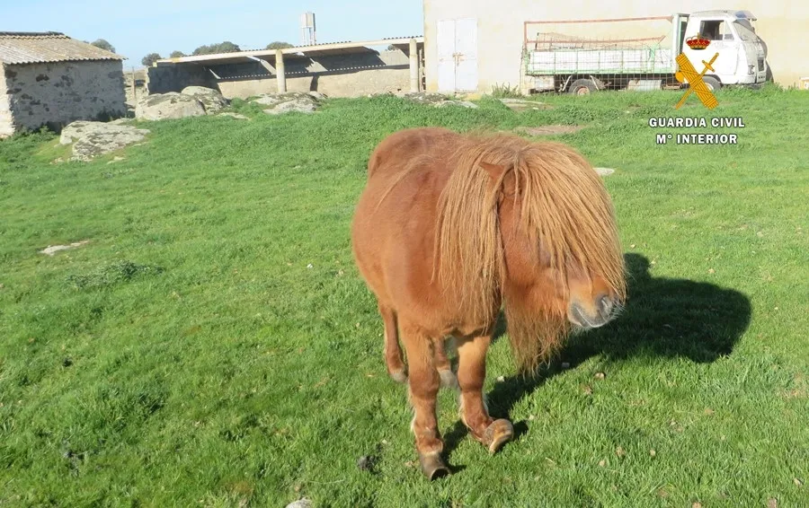 Pony localizado en esta explotación ganadera, en Ledesma