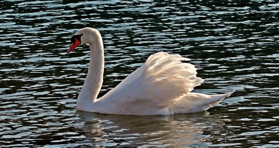 El cisne