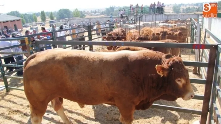 Feria ganadera realizada en la provincia de Salamanca / Archivo