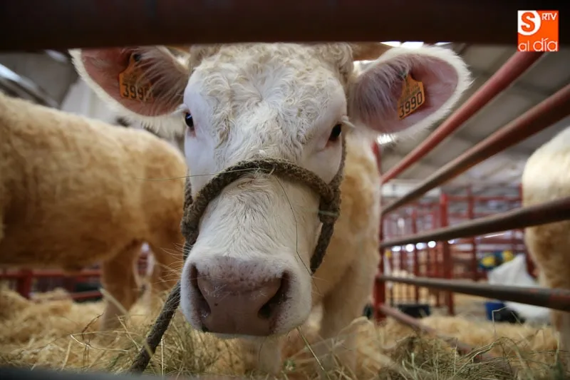 El coronavirus obliga a anular el Salón del Vacuno 2020  