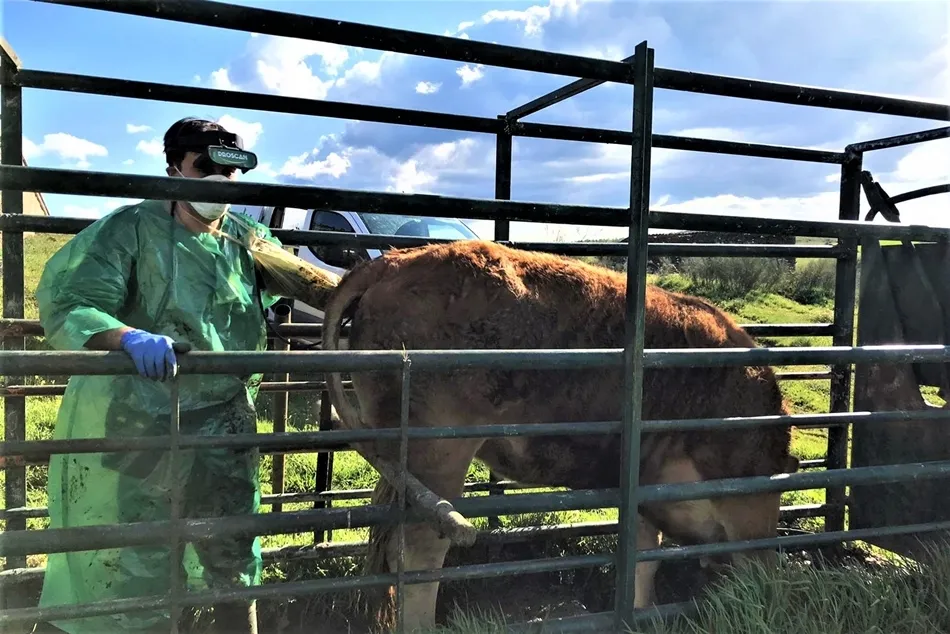 Veterinario de Cobadu
