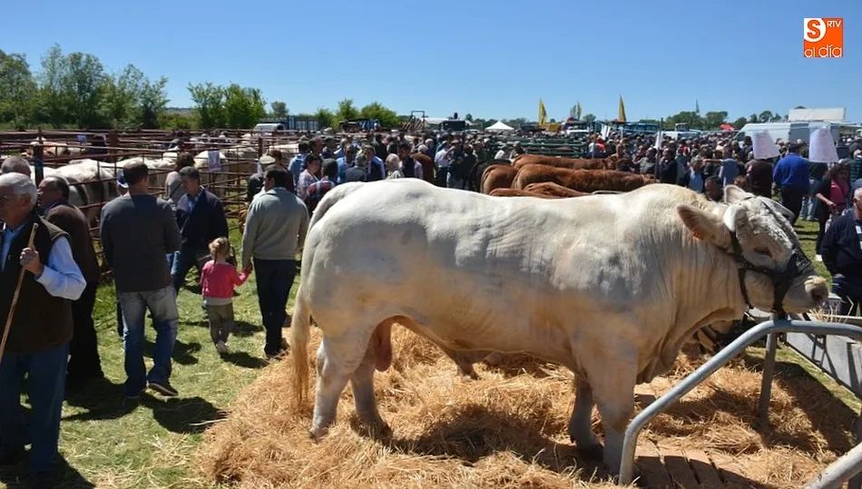 La Feria Ganadera congrega a muchos ganaderos de la provincia en el ferial de Lumbrales / E. Corredera