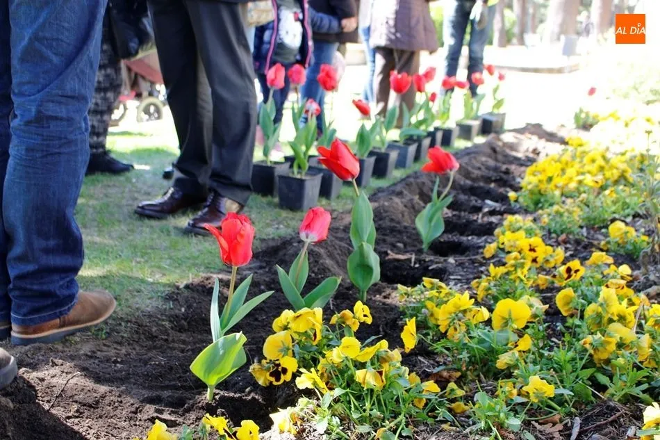 Tulipanes, la flor que simboliza a la enfermedad del párkinson