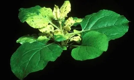 Un equipo donde participa el CSIC publica el genoma de una planta para producir vacunas contra el...