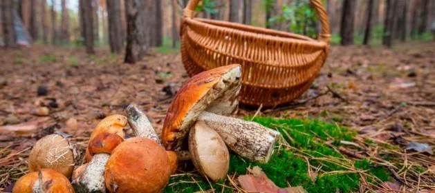 Detenido por salir a por setas durante la cuarentena y publicarlo en redes sociales