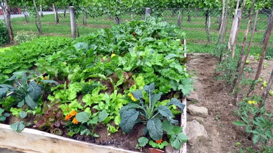 Imagen de archivo de un huerto particular