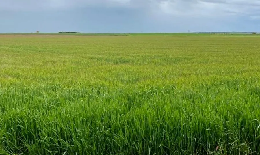 La tónica general es que el cereal muestra una situación ·excelente· en esta campaña con un adelanto de entre dos y tres semanas, apunta COAG