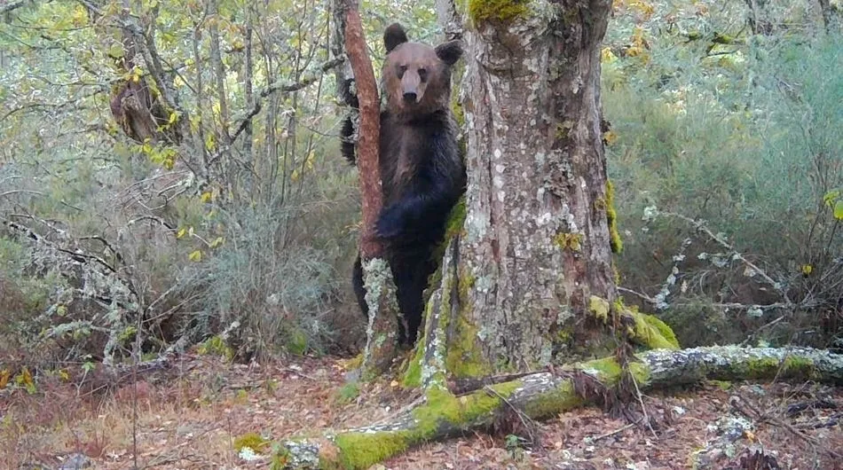 Oso pardo filmado en el Macizo Central Ourensán - ZEITUN FILMS