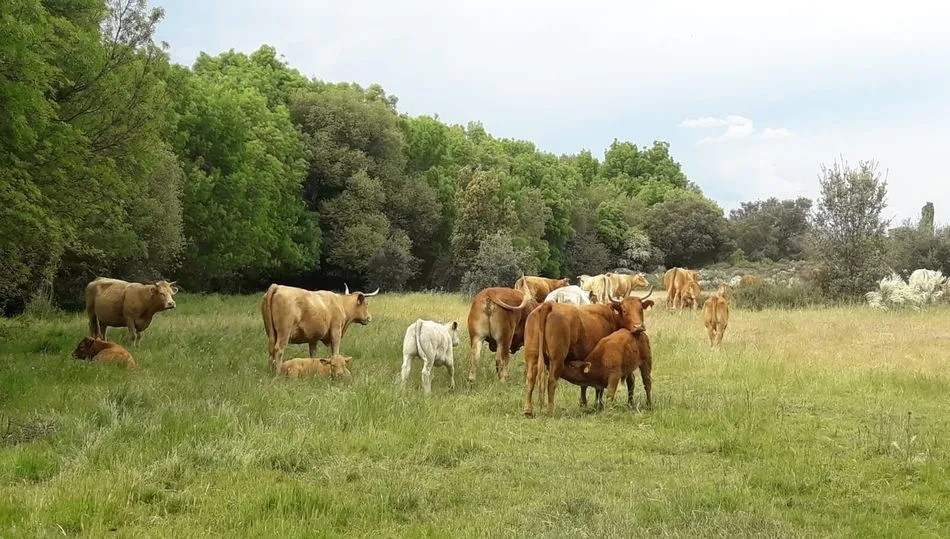 Dehesa Grande agrupa a más de 600 ganaderos salmantinos dedicados en su mayoría al vacuno en extensivo