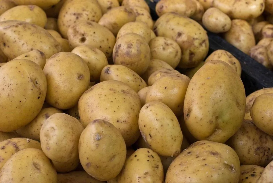 Investigadores demuestran que el consumo de patatas ayuda a mantener la musculatura