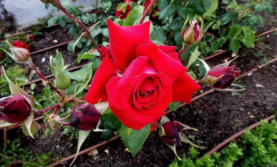 ¿Por qué lo sencillo, por qué lo intenso?