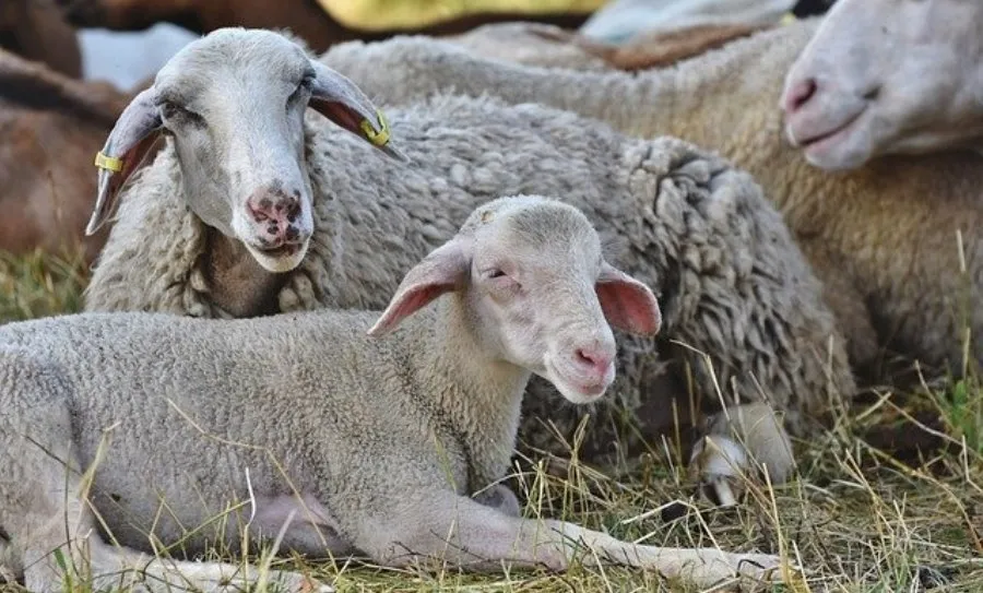 La cuantía de las ayudas puede llegar a 300 euros por animal