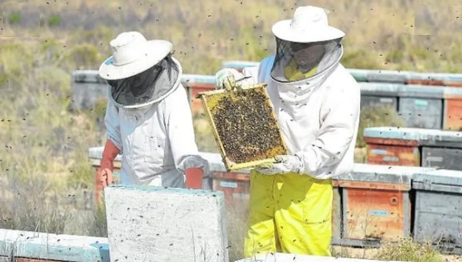 Los apicultores españoles, que producen una miel de excelente calidad, podrán competir en el mercado con la miel que proviene del exterior en mejores condiciones al identificarse de forma clara la miel de España
