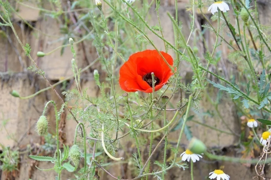 El poder de la primavera