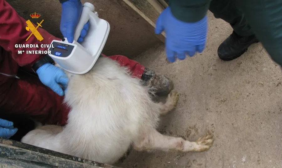 Registro de la Guardia Civil en las instalaciones del propietario de la rehala, en Linares de Riofrío