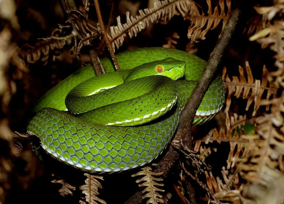 Ejemplar de Víbora Asiática - Cowyeow Flickr