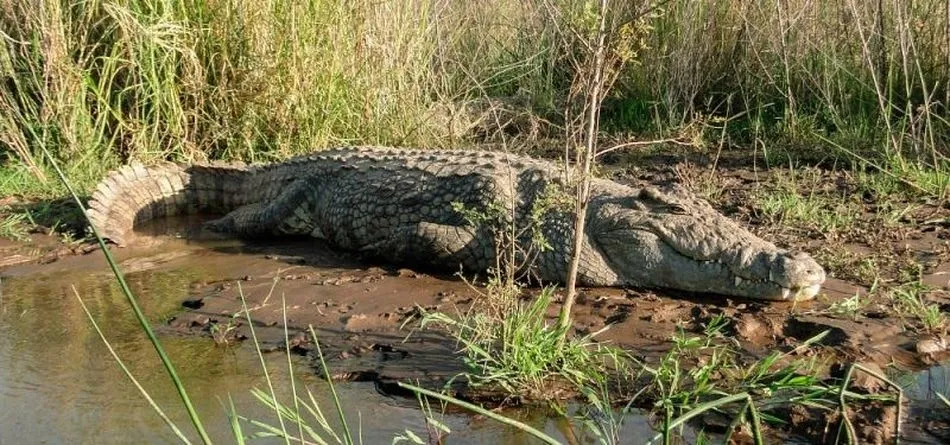 Cocodrilo del Nilo, especie a la que podría pertenecer el animal - Anipedia