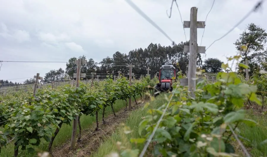 Un trabajador montado en un tractor trabaja en los viñedos. Foto de Iñaki Berasaluce - EP