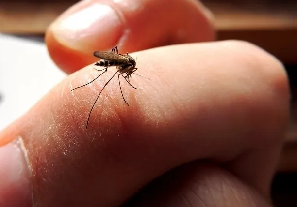 Este verano, más mosquitos
