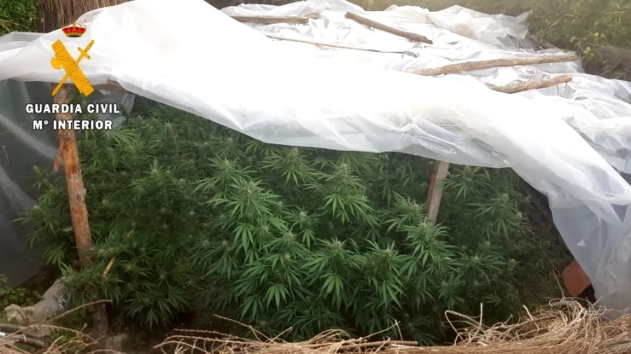 Una de las plantaciones localizadas en Navasfrías