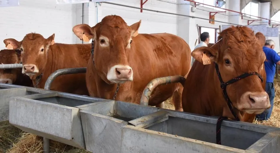 Vacuno en el mercado de Salamanca. Foto: Diputación