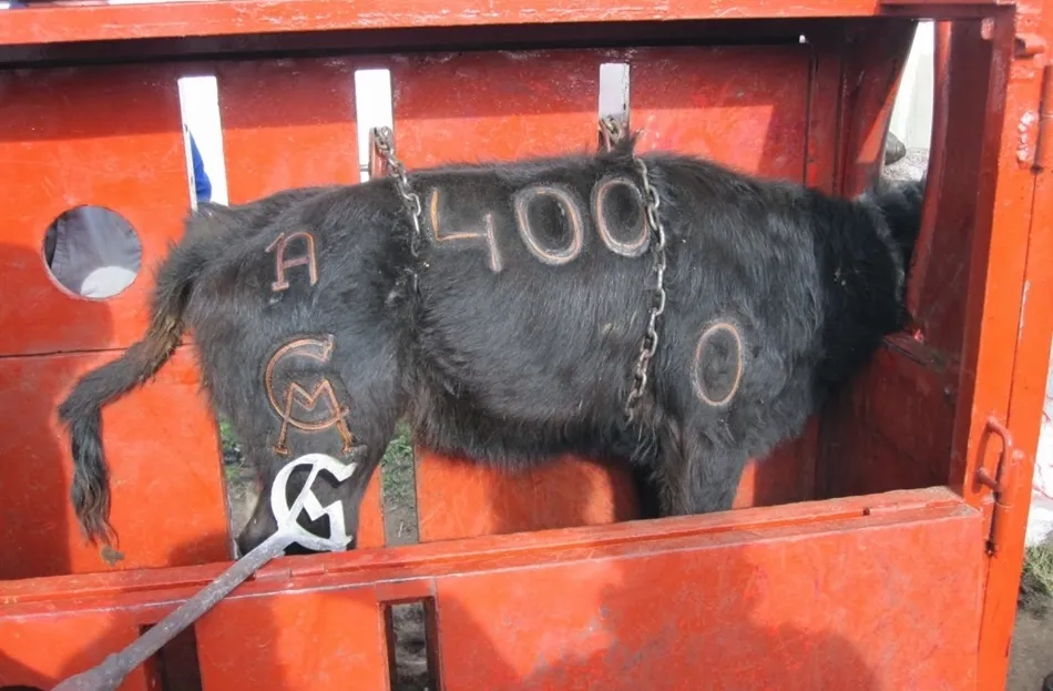 La marca en el ganado