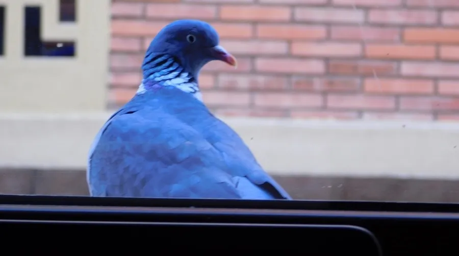 ¿Por qué regresa la paloma?