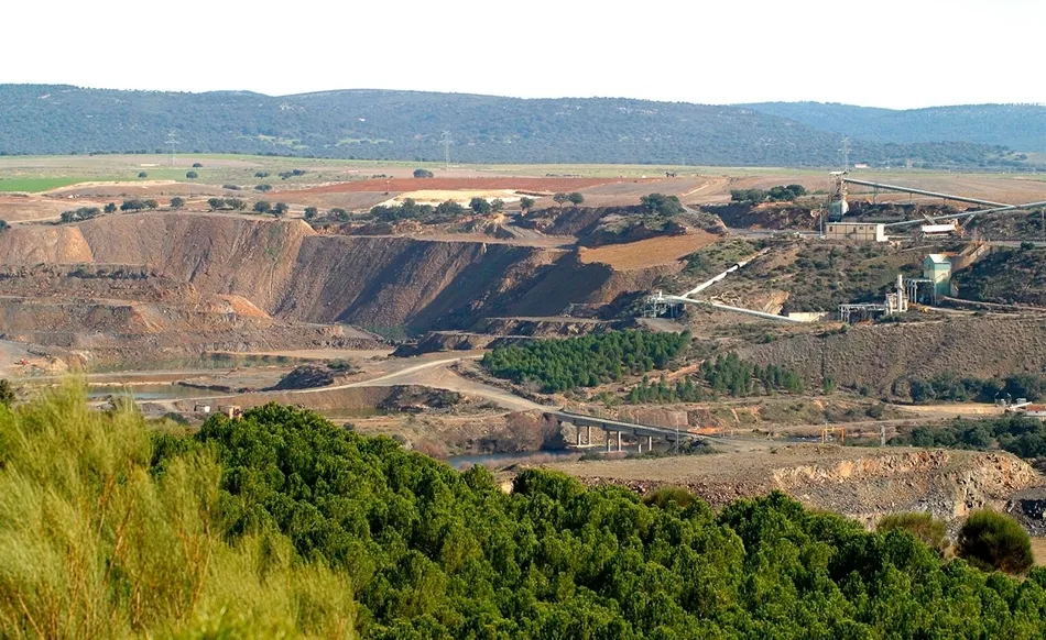 Planta Quercus en Saelices El Chico