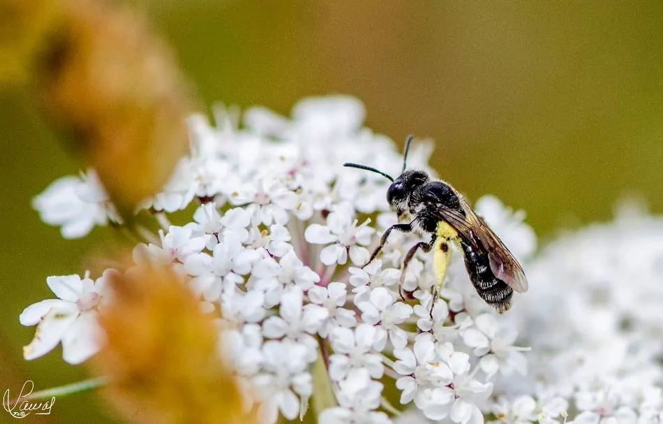 La inmensidad de los minúsculo