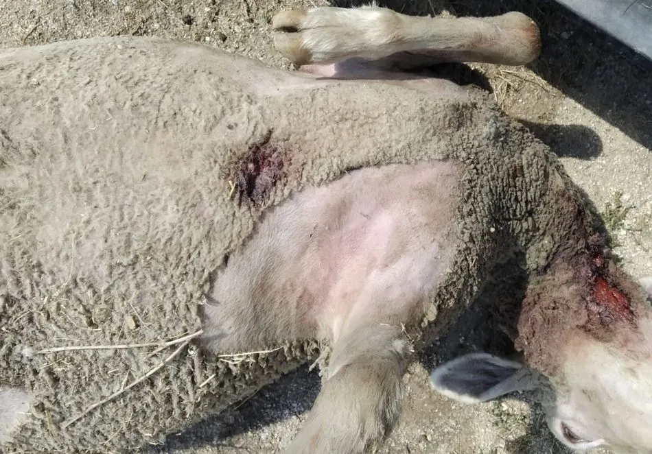 La misma explotación sufrió un ataque similar hace 15 días