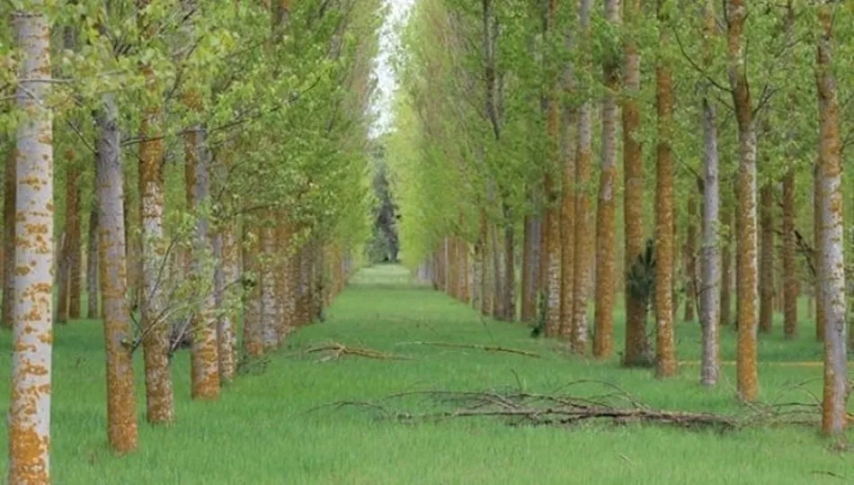 Medidas para mejorar la gestión forestal