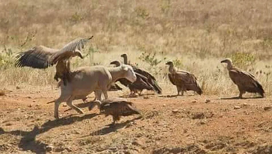 Cada vez son más comunes los ataques de buitres a animales vivos / ARCHIVO