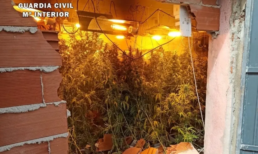 Vista de la plantación, tras el derribo del muro que la ocultaba en Ciudad Rodrigo