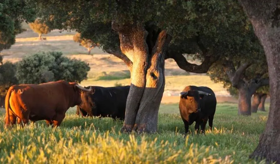 Durante el certamen se llevarán a cabo 4 tentaderos clasificatorios en cuatro ganaderías elegidas por sorteo: Orive, Carrero, Palla y Barcial