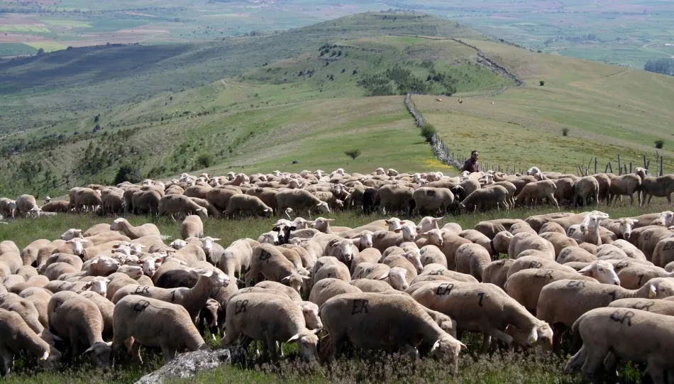 Vías pecuarias de Castilla y León. Foto de Santiago Bayón