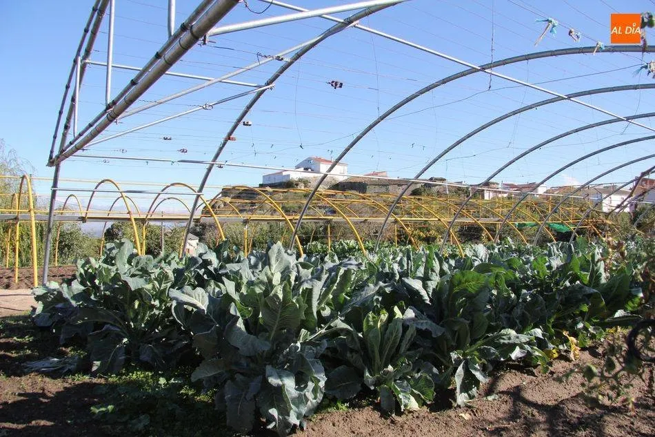 La instalación de huertos urbanos en la ciudad de Salamanca tiene su origen en una moción impulsada por el PSOE en el año 2013 | ARCHIVO