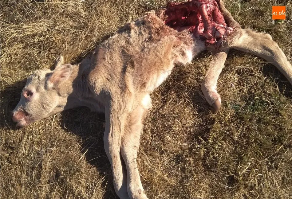 La víctima ahora ha sido la ternera que el ganadero fue a ver nacer cuando se encontró la primera comida