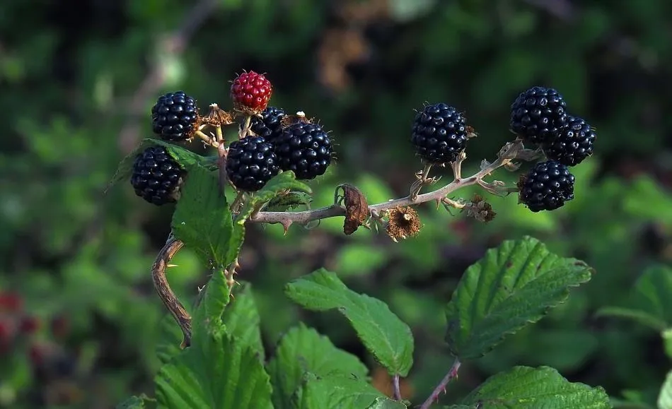 Ofrecimiento de las moras
