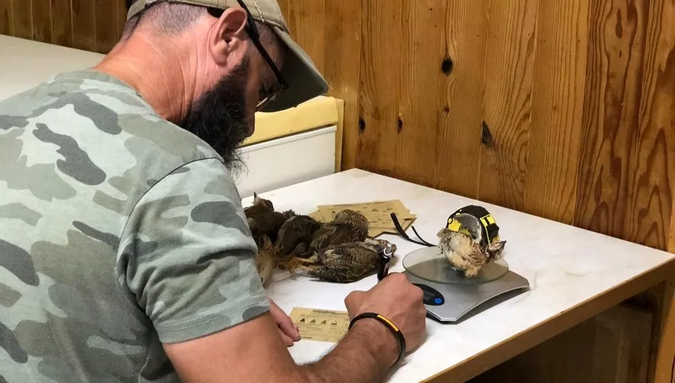 Se han recogido 4.466 sobres-ficha cumplimentados, con una información que será muy valiosa para aumentar el conocimiento y seguimiento de la codorniz