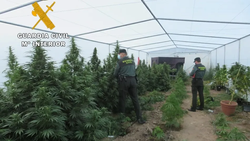 Invernadero con una plantación ilegal, localizado en Aldearrodrigo
