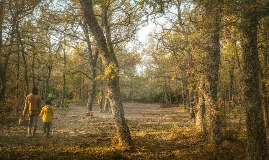 La recolección de setas, una opción de ocio para los fines de semana otoñales en la provincia de Salamanca